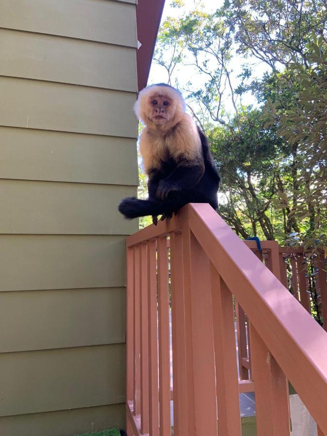 Casas Clusia Daire Monteverde Dış mekan fotoğraf